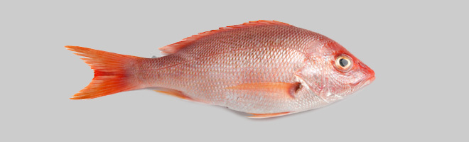 Tolar - Fish Nutritional Facts